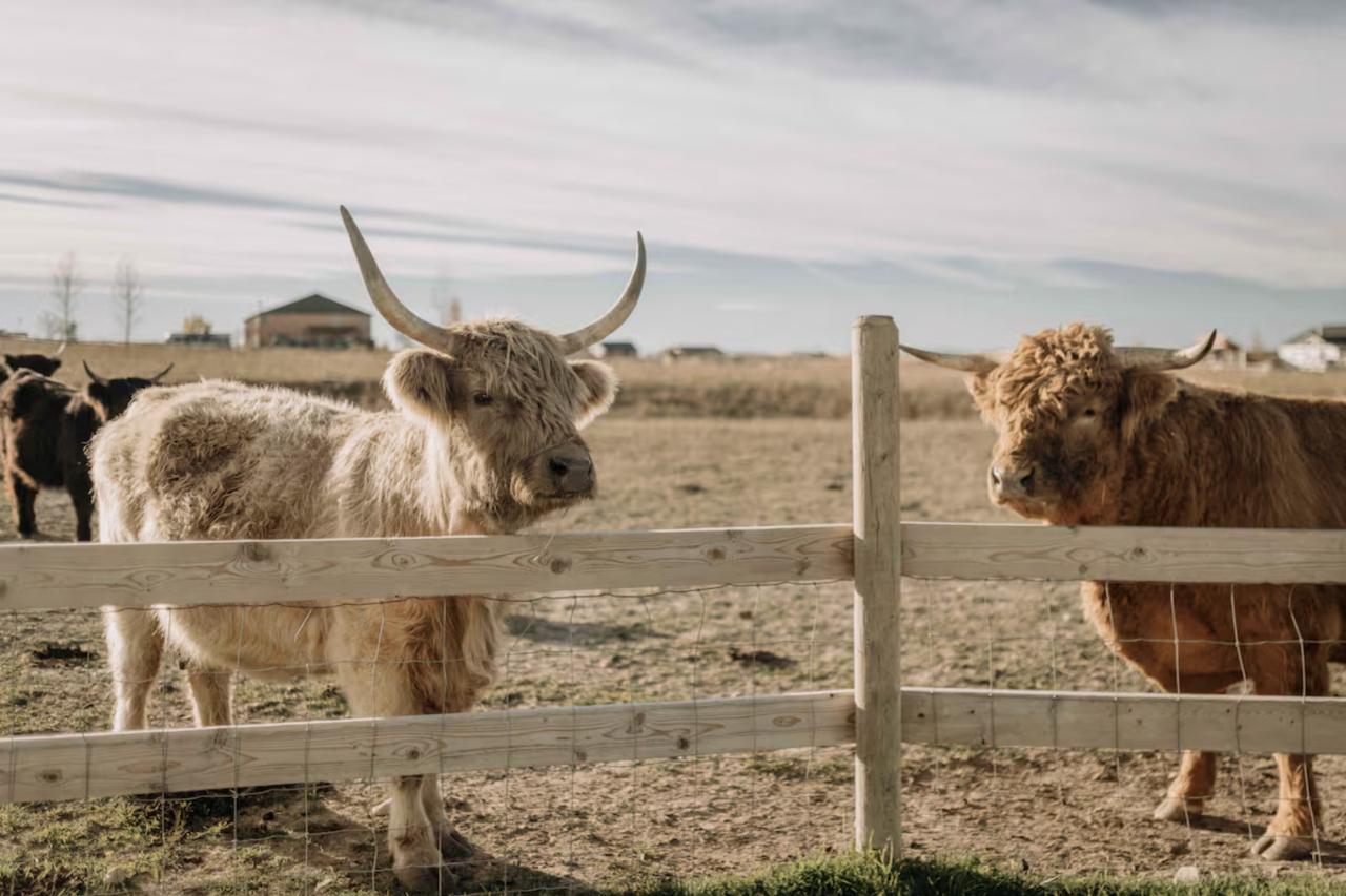 Highland Cows at a Luxury Silo in Montana